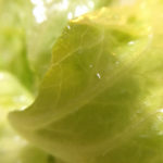 lenti per fotografia smartphone macro