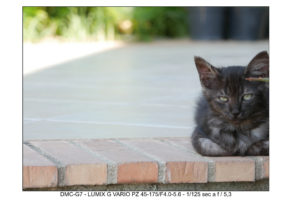 gatto foto Panasonic LUMIX