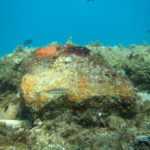 foto calabria subacquea