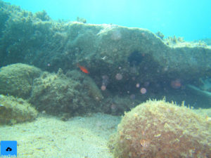 pesce sub canon