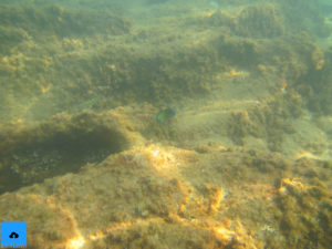 pesce thalassoma canon