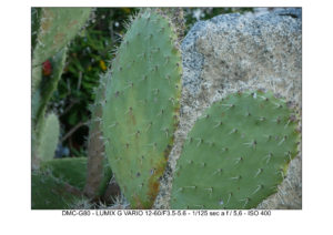 footage LUMIX G80
