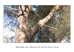 lumix fz2000 footage