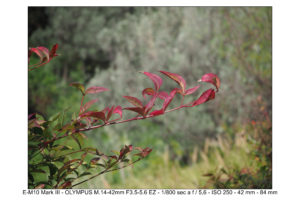 Olympus M10 mk3 test